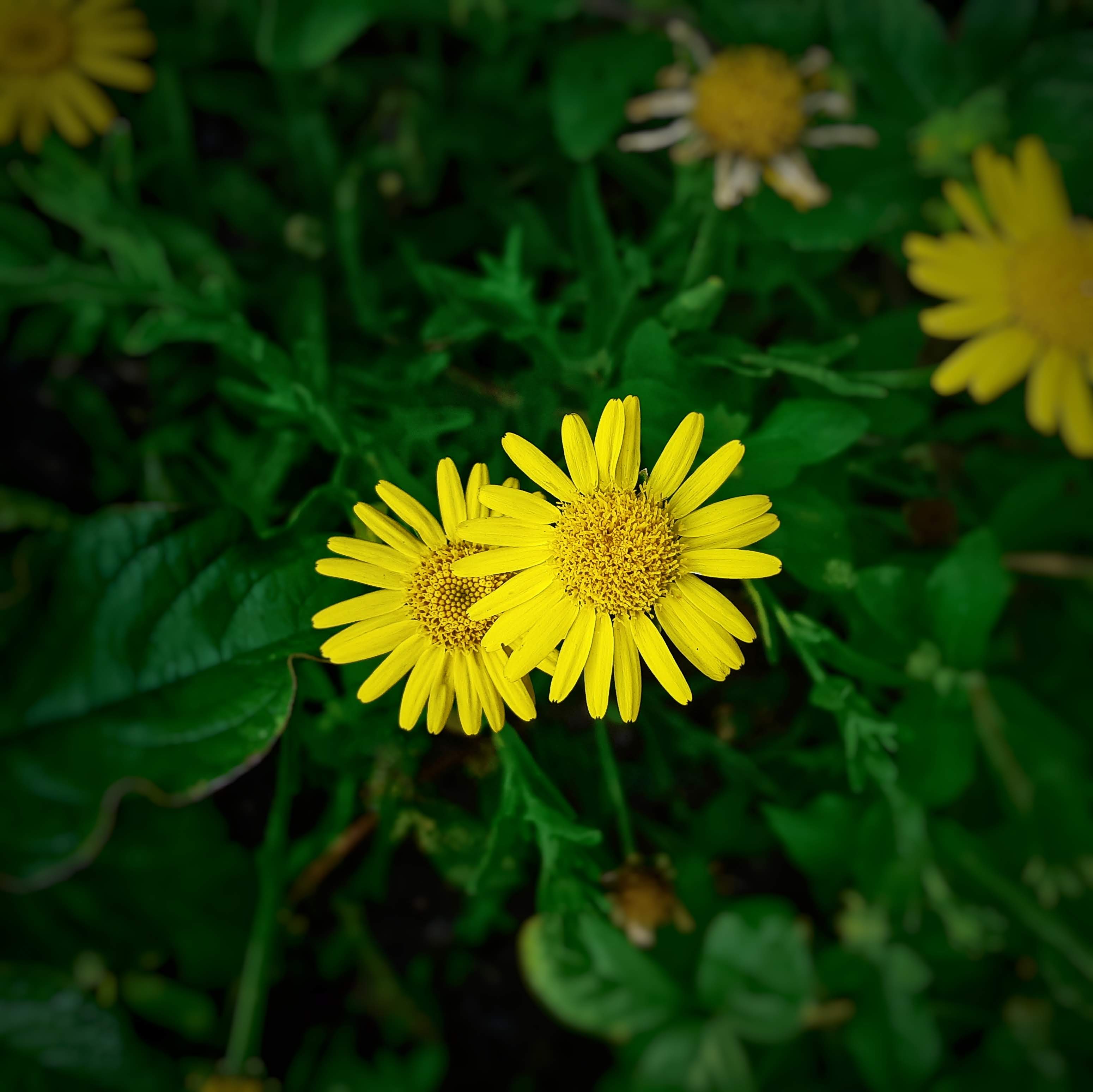 sunflower with green leaf itsmnthn manthankumar satani